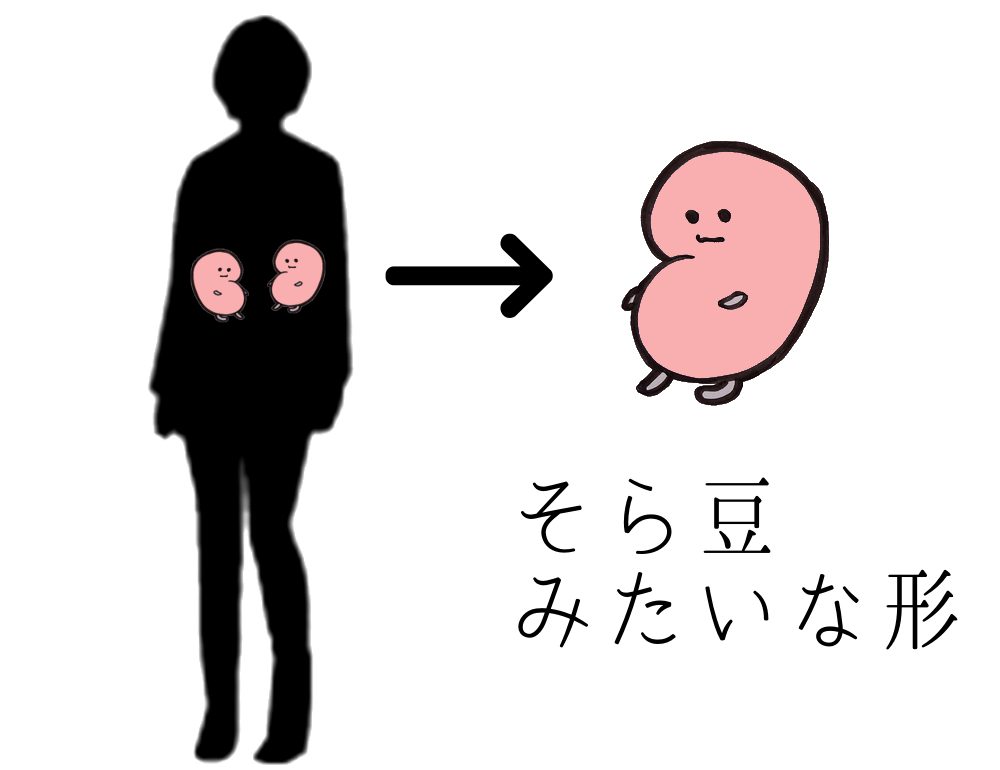 腎臓の位置画像
